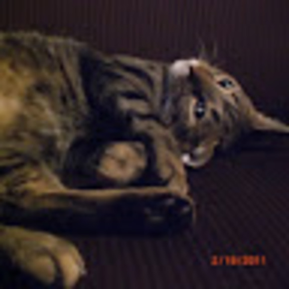 Meet your Posher, Diana - Picture 1 of 1